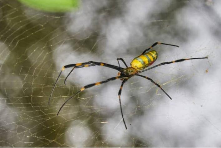 Arañas Joro: El arácnido asiático que ahora podría ser una plaga en Estados Unidos