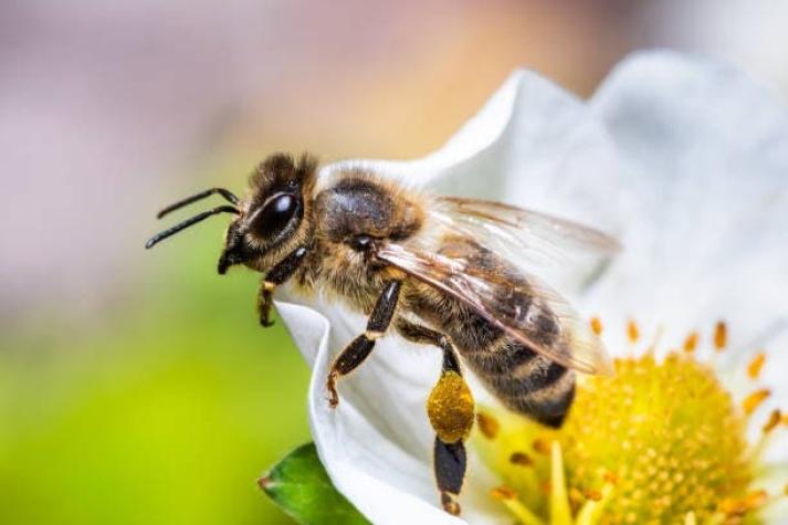 Investigan muerte de hombre en San Clemente que había sido picado por una abeja