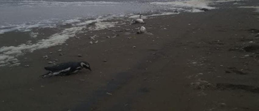 Sernapesca investiga la muerte de más de cien pingüinos en playa de Toltén