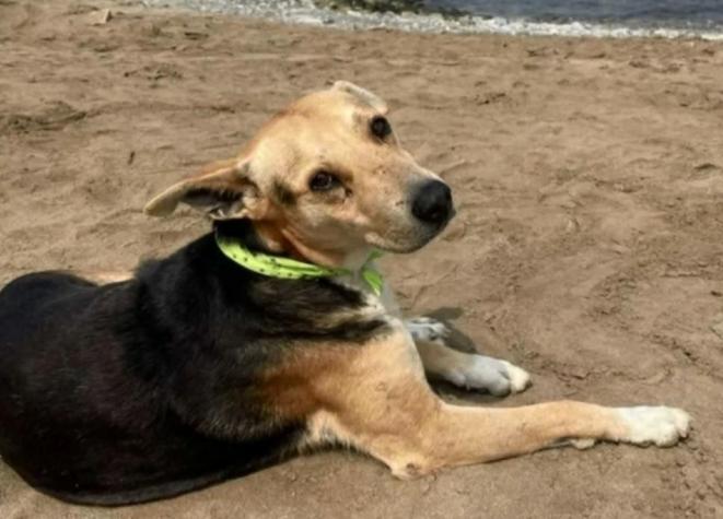"Vaguito", el perro que mira el mar esperando que su dueño fallecido vuelva
