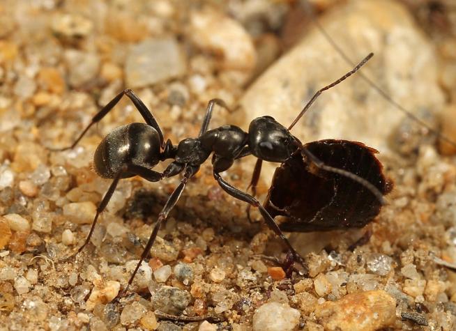 Estudio concluye que hormigas pueden "oler el cáncer", incluso mejor que perros