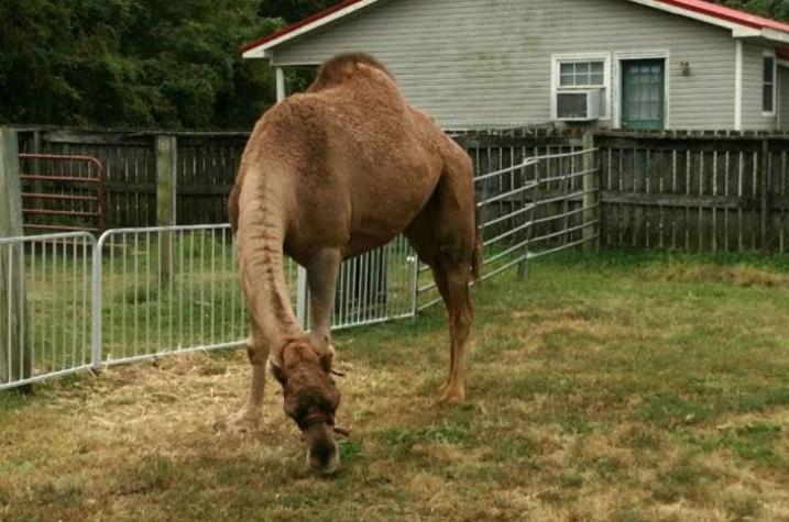 Dos hombres murieron tras ser atacados por un camello que escapó de zoológico en EE.UU