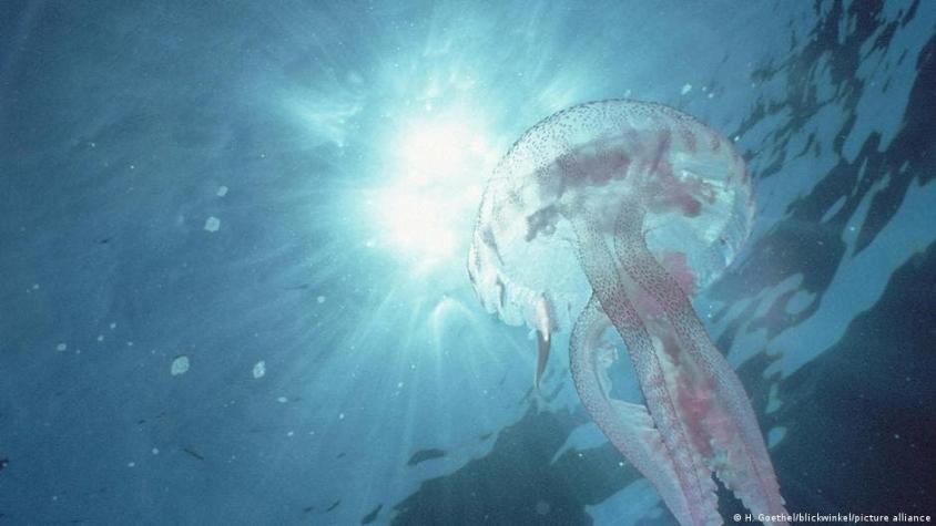 Científicos descubren nuevos organismos a más de 8.000 metros de profundidad