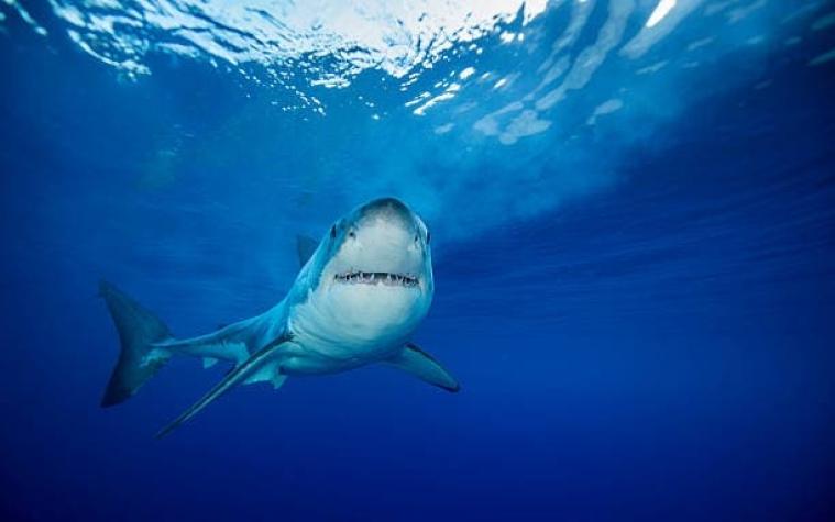 Turista italiano murió tras ser atacado por tiburones en isla de San Andrés