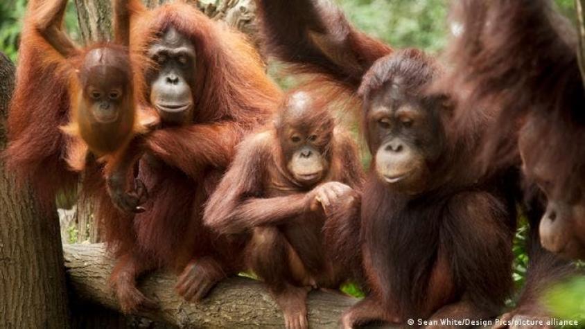 Los orangutanes "desarrollan su propia jerga" igual que los humanos, según estudio