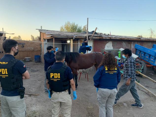 PDI detiene a hombre por maltrato animal a una yegua: Tenía una herida necrótica de 70 centímetros