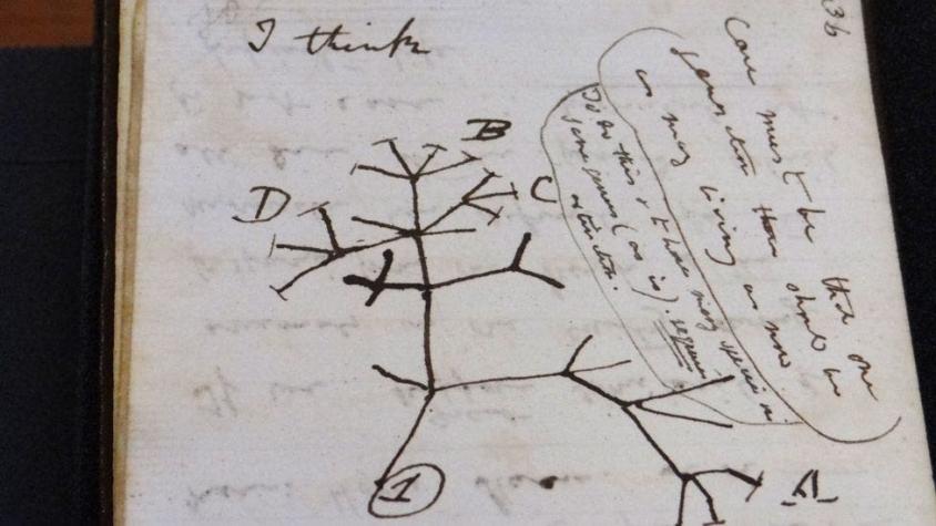 Aparecen dos cuadernos de Darwin fundamendales para su teoría de la evolución robados hace 22 años