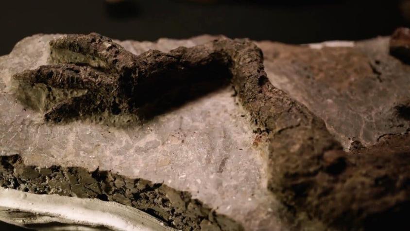 El increíble hallazgo del "primer fósil de dinosaurio vinculado al asteroide que causó su extincion"