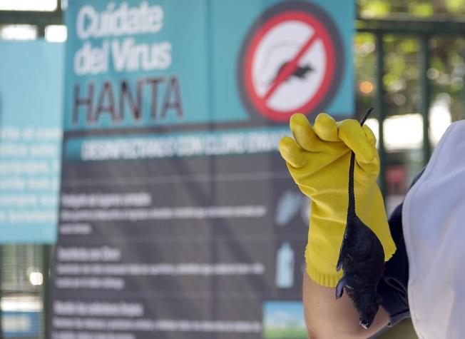 Mujer contagiada con hanta está grave en Temuco: Se trata de quinto caso del virus en el año