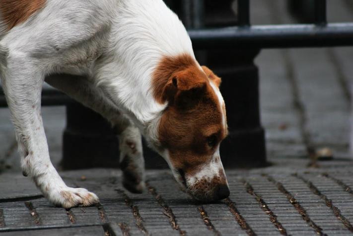 Pedro Aguirre Cerda se querella por faenamiento de perros y gatos en la vía pública de la comuna