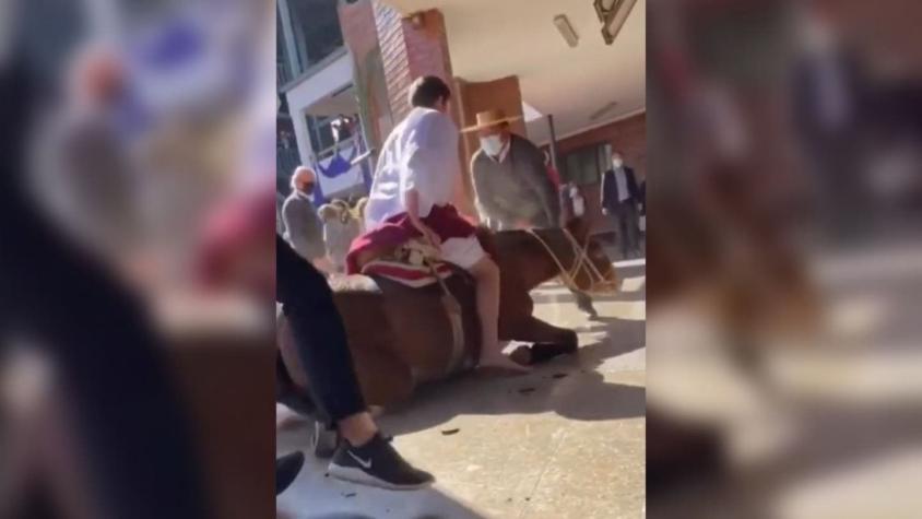 Denuncian maltrato animal en colegio de Vitacura durante un acto de Semana Santa