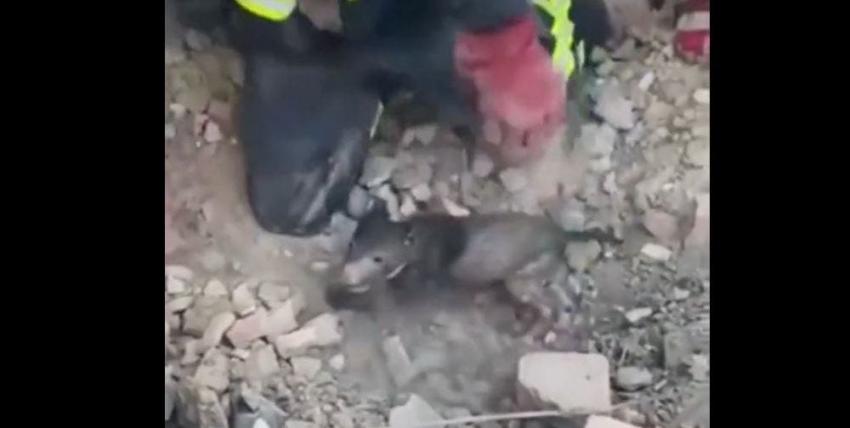 Rescatistas sacaron con vida a un cachorro de escombros en Ucrania