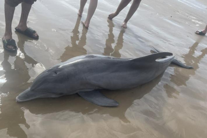 Delfin muere tras ser acosado por bañistas en Texas: Intentaron montarlo