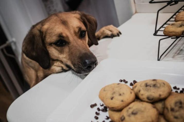 Por qué el chocolate puede ser mortal para los perros y qué hacer en esos casos