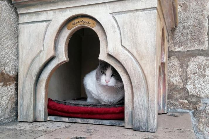 Polémica por la expulsión de una gata callejera de un palacio en Croacia