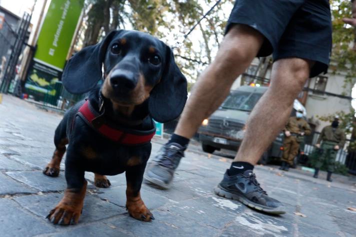 Se disparan en Estados Unidos la realización de test de ADN a perros