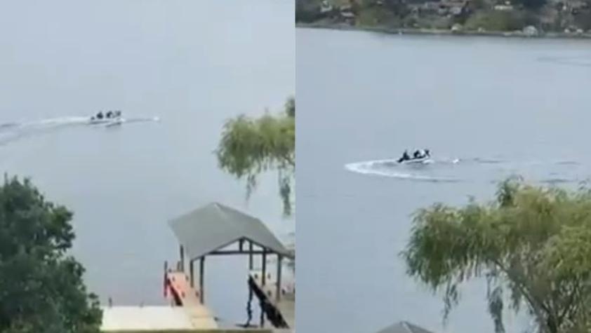 Viralizan video de hombres en lancha persiguiendo y pasando por encima de cisne en Lago Vichuquén