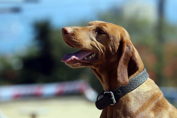 [VIDEO] Hombre muere atacado por su perro: ¿Existen razas peligrosas?