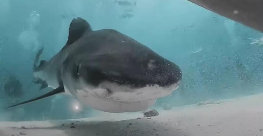 [VIDEO] El asombroso registro de una cámara tragada por un Tiburón