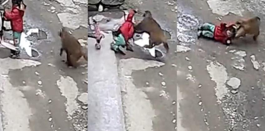 [VIDEO] Impactante registro: Mono intentó secuestrar a una niña de 3 años en China