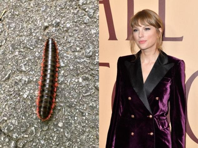 Nombran a nueva especie de milpiés en honor a Taylor Swift