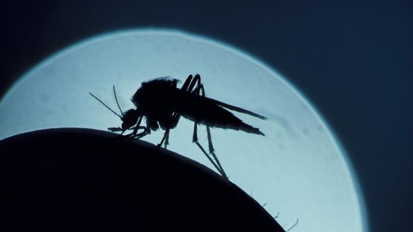 Cómo el cambio climático amenaza con llevar la malaria a zonas donde nunca ha estado