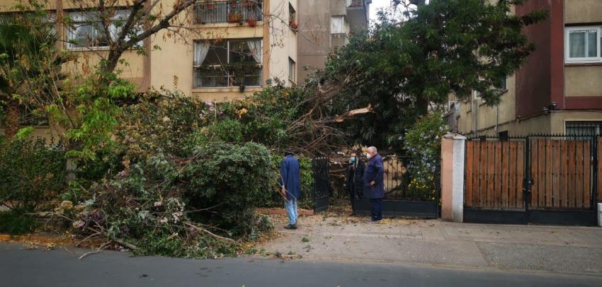 [VIDEO] Vientos provocan caída de árbol: Cayó sobre vehículo en Providencia