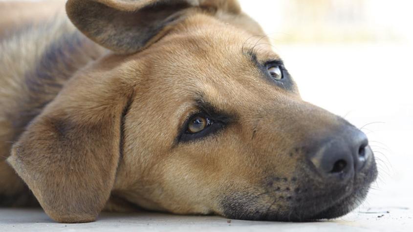 Perrito salvó a su dueña de ser apuñalada por su ex pareja: el animal resultó herido de gravedad