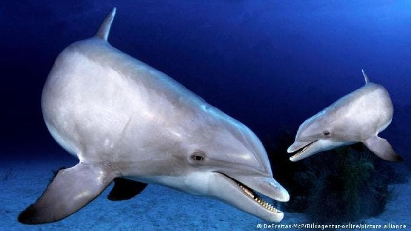Rusia usa delfines entrenados para proteger base naval en el Mar Negro, según fotos satelitales
