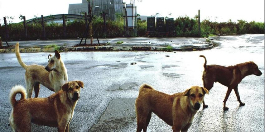 Polémica en Argentina: Intendente propone sacrificar perros si no son adoptados en 6 meses