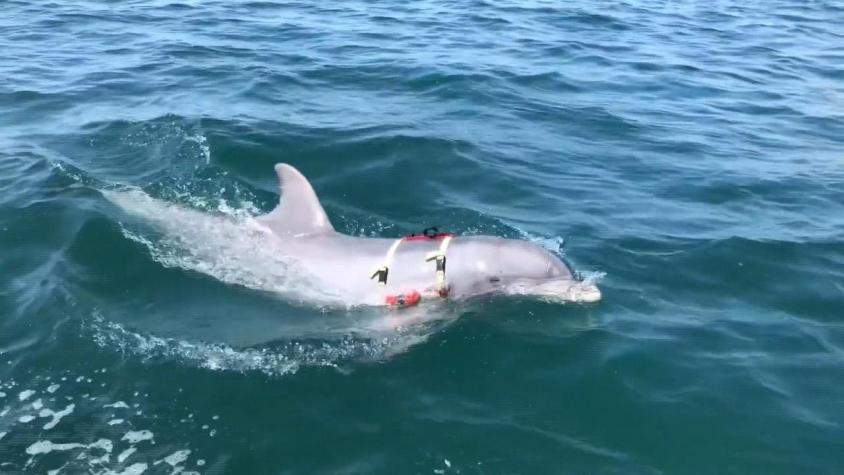 [VIDEO] Rusia usa "delfines espías" en guerra en Ucrania, según acusó Estados Unidos