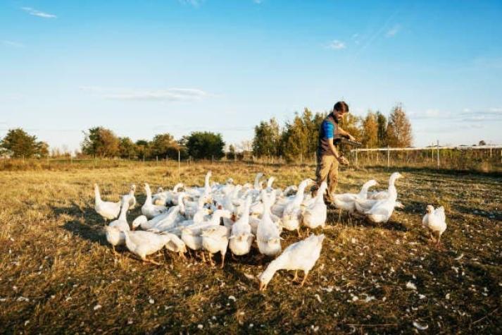 Colegio Médico Veterinario llama a la tranquilidad tras contagio humano en China con H3n8