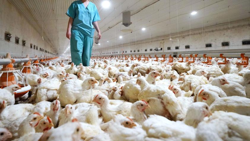 ¿Aquí vamos de nuevo?: China comunicó el primer caso humano de gripe aviar H3N8
