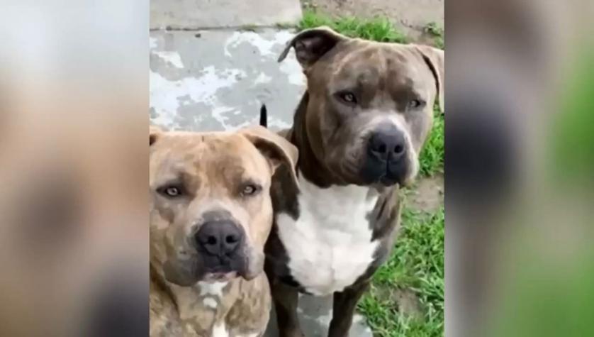 Madre apuñaló a sus dos perros para salvar la vida de su bebé