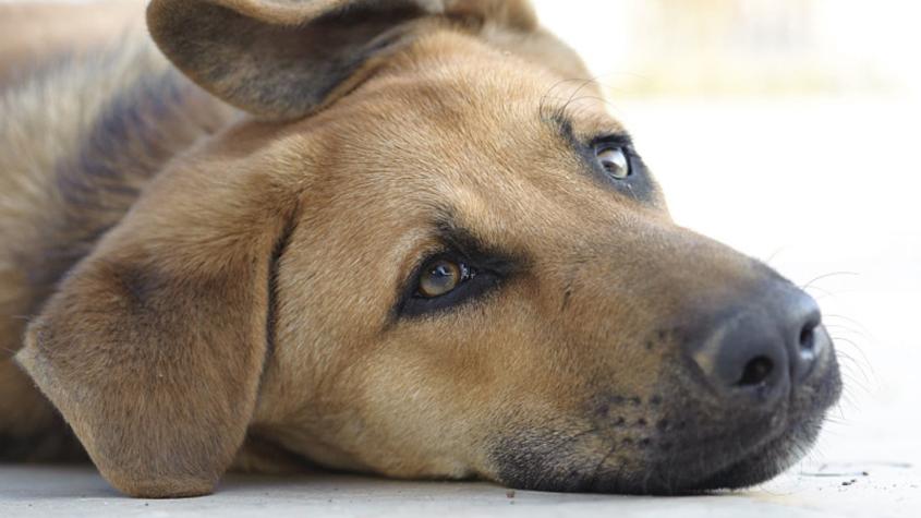 Denuncian envenenamiento masivo de 18 perros en Quinta de Tilcoco