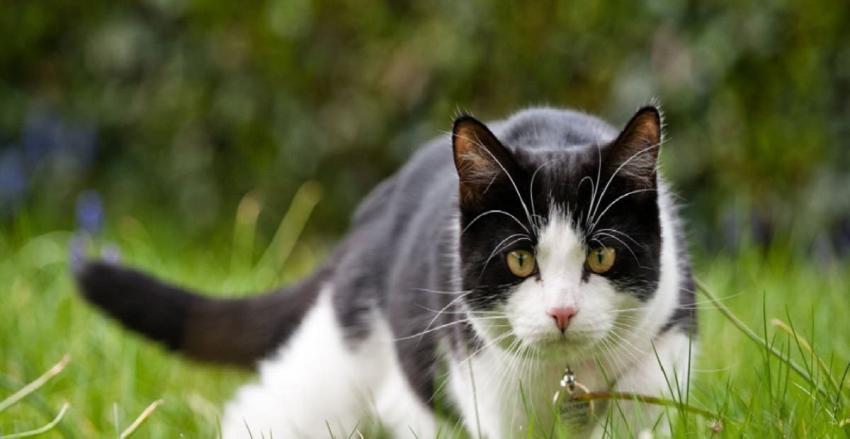 Mujer se casó con su gata para que no las separen: "Yo no puedo estar sin ella"