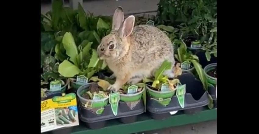 [VIDEO] EE.UU: Encuentran a un conejo comiéndose las verduras de un supermercado