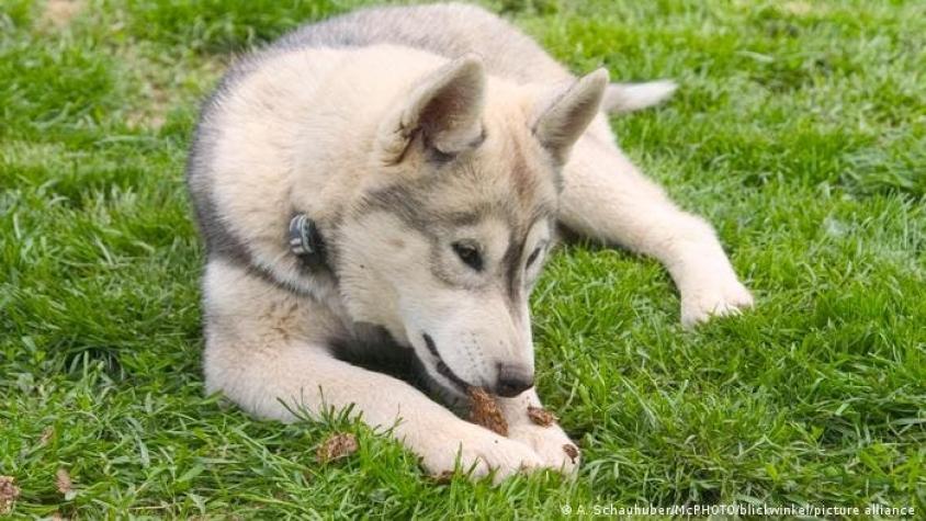 Estudio establece cuántas veces al día deben comer los perros para estar saludables