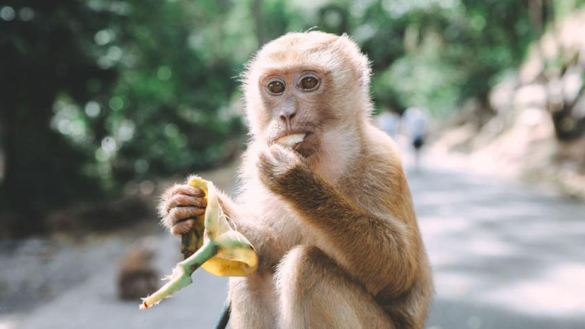 El juicio en India que tuvo que ser detenido porque un mono se robó la evidencia