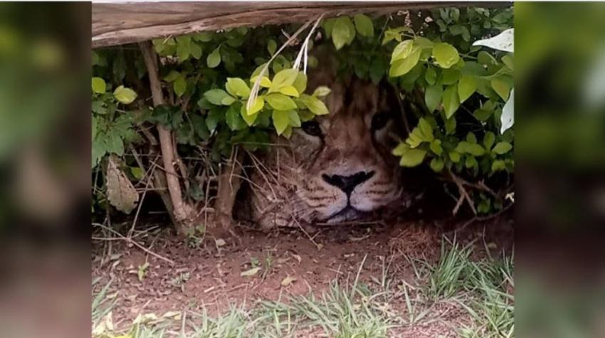 [FOTOS] Alertan un león suelto en Kenia: En realidad era una bolsa