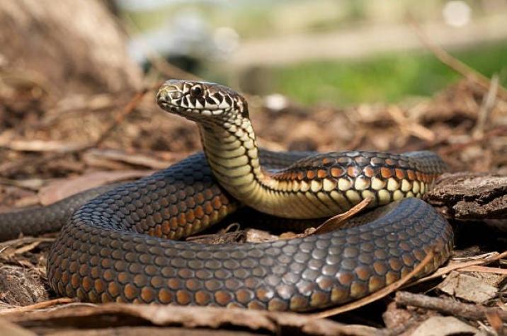 [VIDEO] Se hizo viral: Captan a joven con una serpiente atrapada en su pelo en Brasil