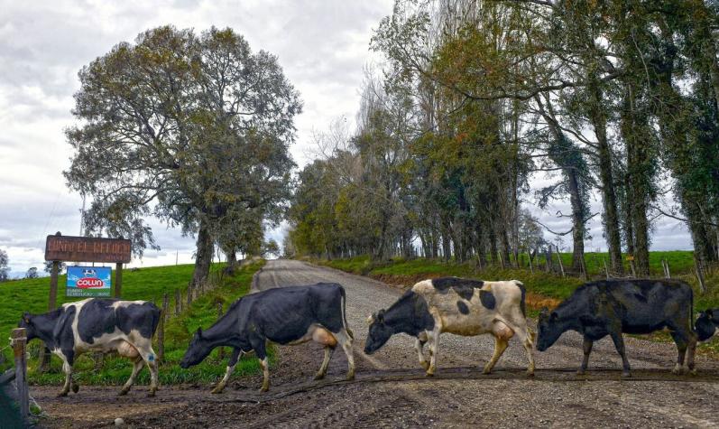 Colun informa que "se ha visto afectado" su abastecimiento y reposición de productos