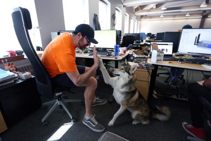 Las oficinas canadienses que permiten mascotas (y cómo mejoró la productividad)