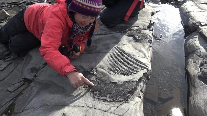 Logran recuperar al primer ictiosaurio completo desde un glaciar en la Patagonia chilena