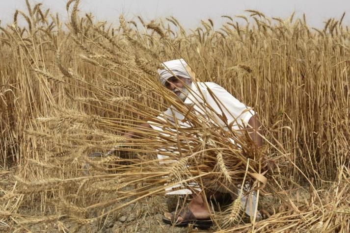 Se dispara el precio del trigo tras la decisión de India de suspender sus exportaciones