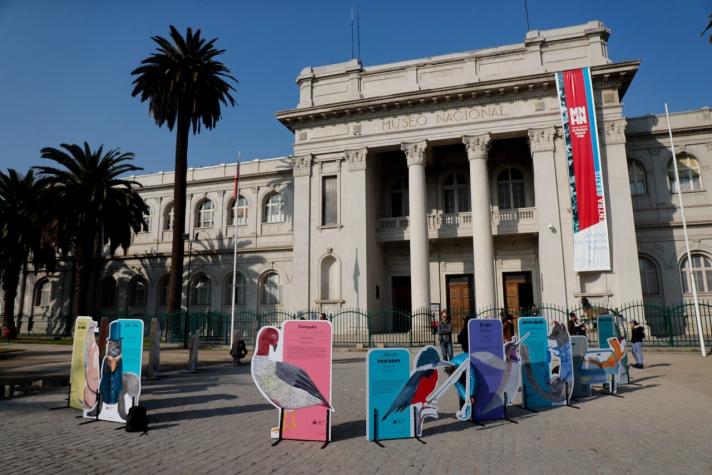 File:Ballena Greta del Museo Nacional de Historia Natural de Chile