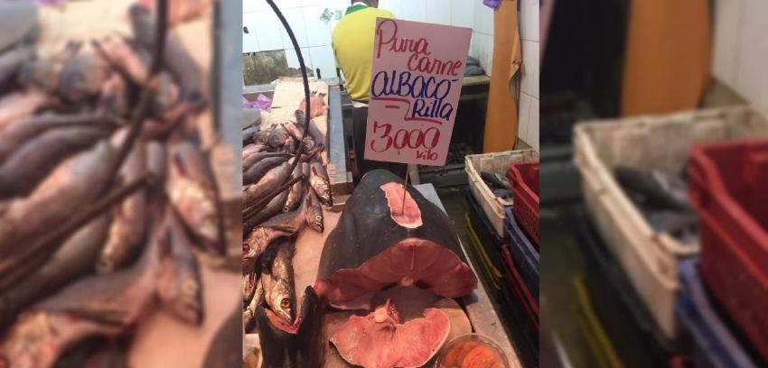 Venta engañosa de productos del mar: Detectan carne de tiburón en comercio de Albacora
