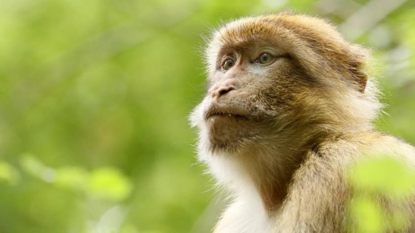 Lo que se sabe de la viruela del mono: Cuáles son los síntomas y dónde se ha detectado