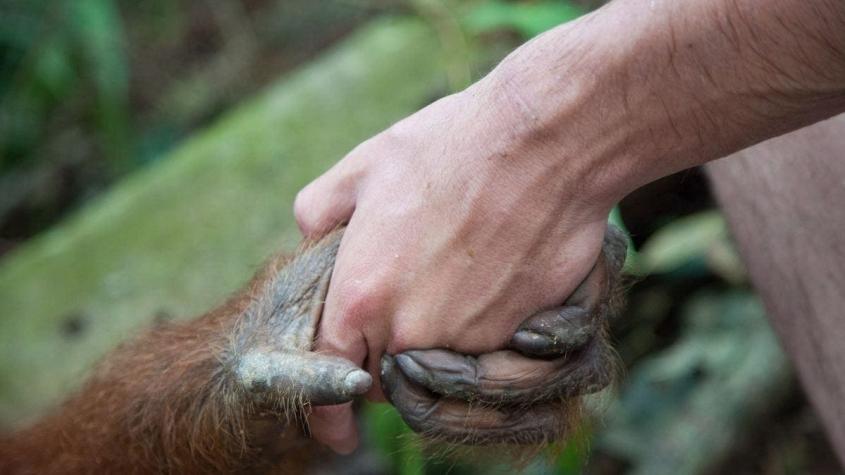 Detección de casos de viruela del mono: ¿Qué es la zoonosis y qué tienen que ver los humanos?