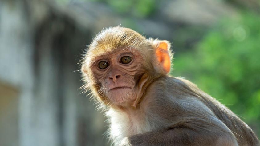 ¿Qué países han reportado casos de viruela del mono?